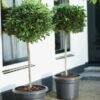 Elho Green Basics Cilinder 55cm Leaf Green
